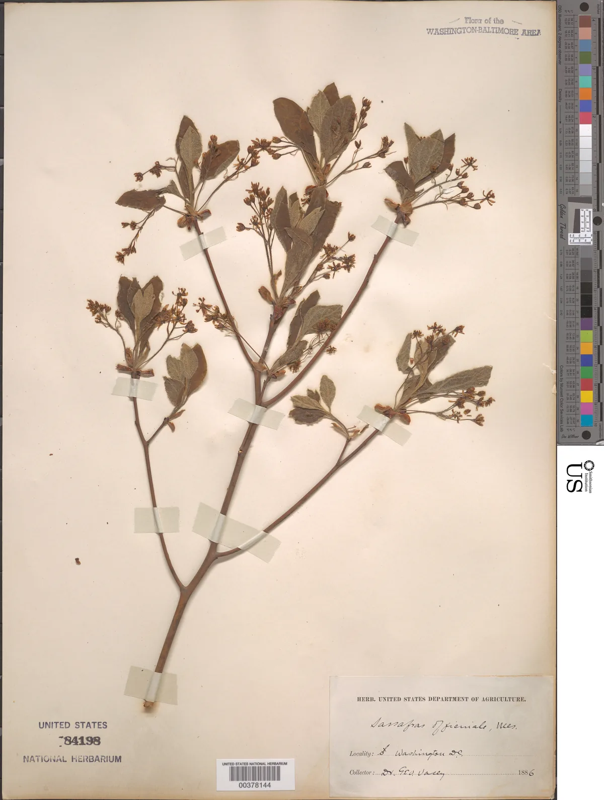 Sassafras (Sassafras albidum), photograph