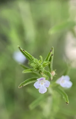 savory (Satureja hortensis), photograph