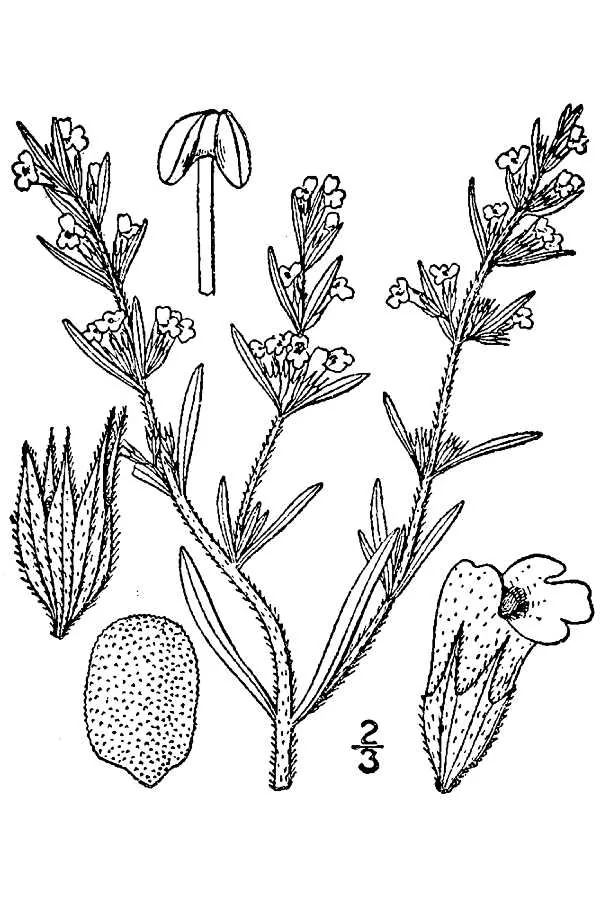 savory (Satureja hortensis), botanical illustration