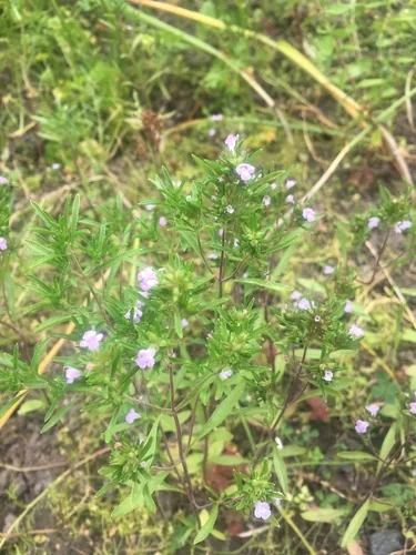 savory (Satureja hortensis), photograph