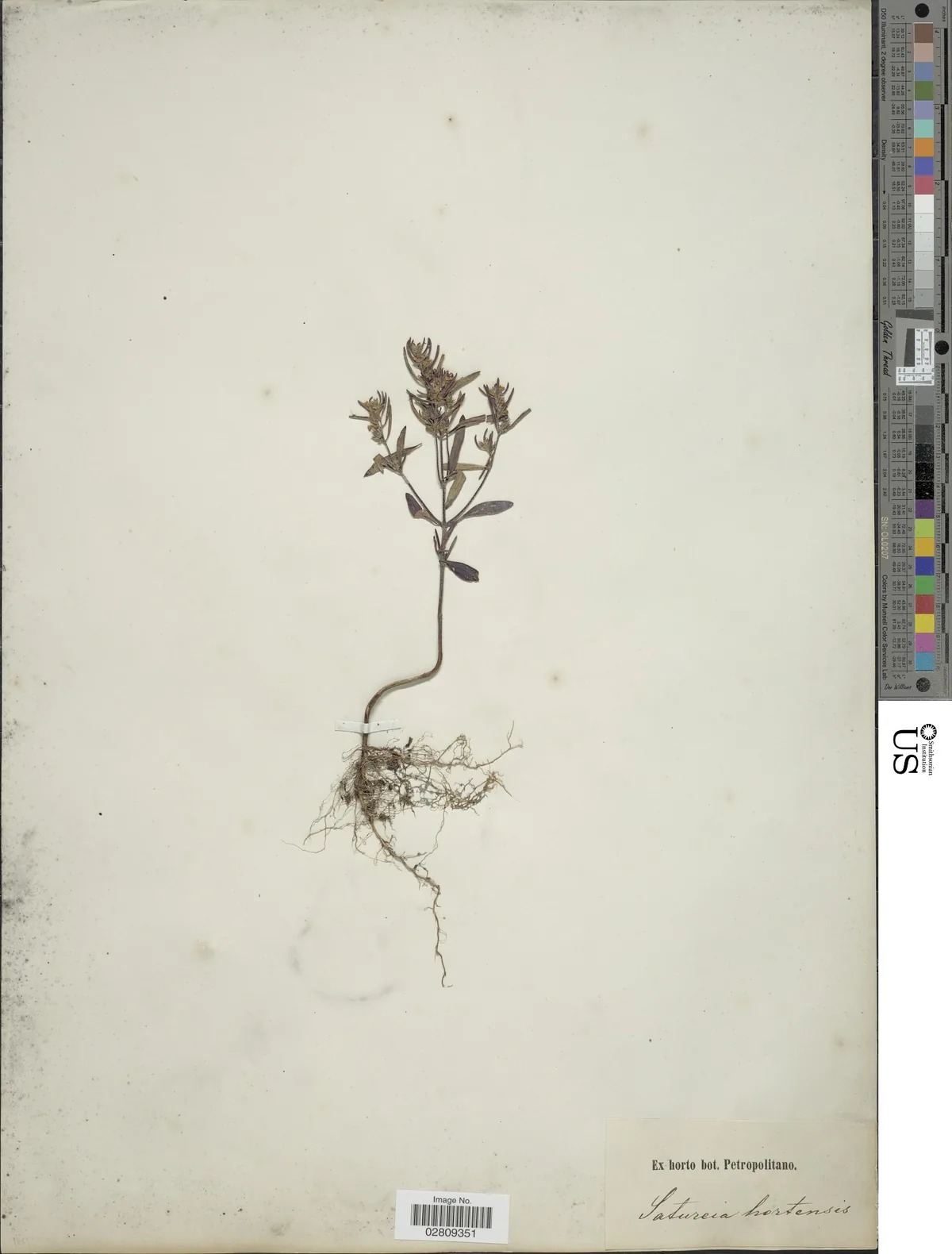 savory (Satureja hortensis), photograph