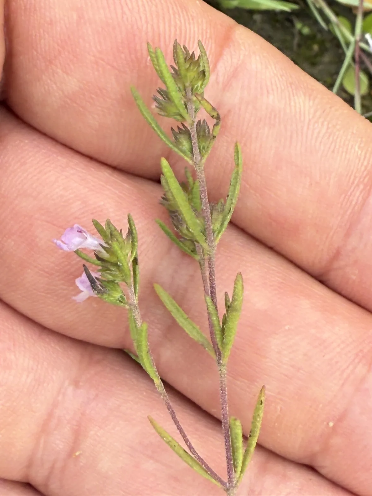 Photo: Thomas Ebner, via iNaturalist · CC BY · via GBIF savory (Satureja hortensis), photograph