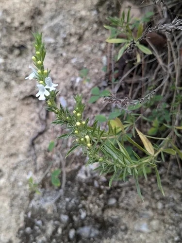Photo: (c) Marios Thoma, some rights reserved · CC BY · via iNaturalist winter savory (Satureja montana), photograph