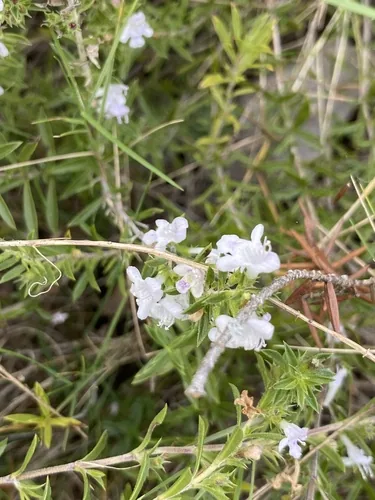 winter savory (Satureja montana), photograph