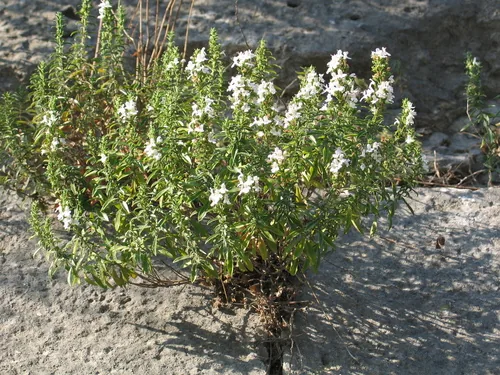 winter savory (Satureja montana), photograph