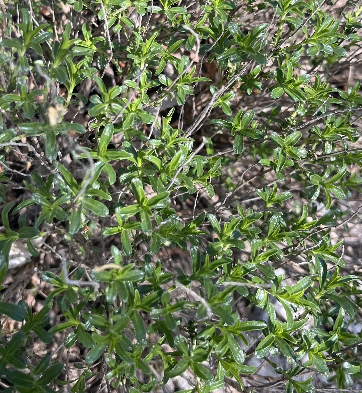 winter savory (Satureja montana), photograph