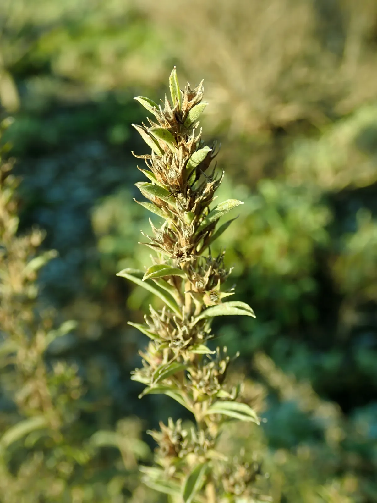 winter savory (Satureja montana), photograph