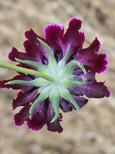 Photo: (c) Alan Rockefeller, some rights reserved (CC BY) · cc-by · via iNaturalist Scabiosa (Scabiosa atropurpurea), photograph