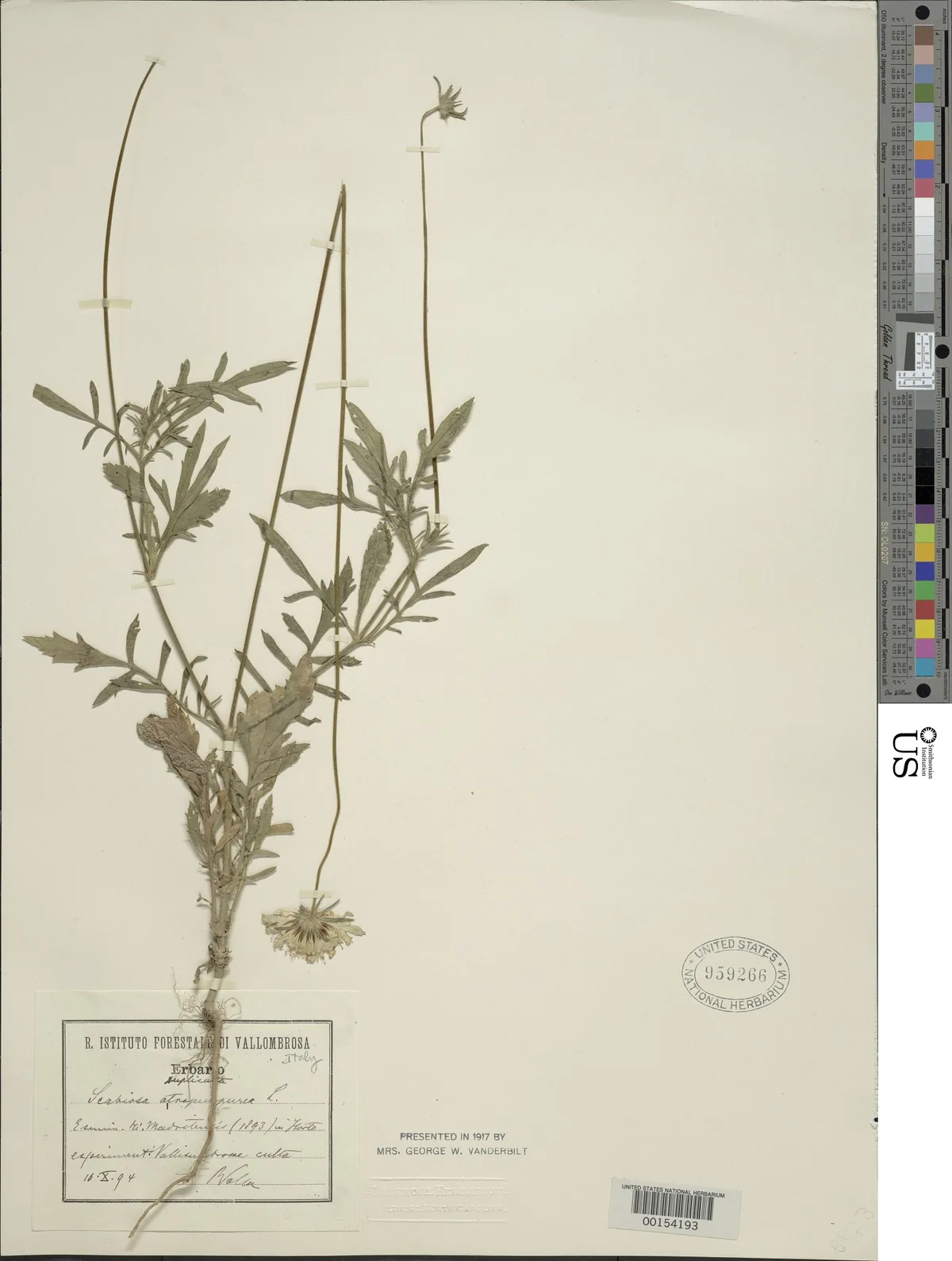 Scabiosa (Scabiosa atropurpurea), photograph