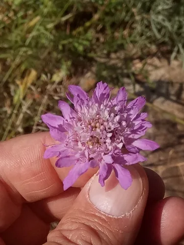 Photo: (c) Karim Haddad, some rights reserved · CC BY · via iNaturalist scabiosa (Scabiosa atropurpurea), photograph