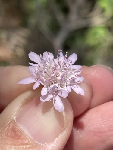 Scabiosa (Scabiosa atropurpurea), photograph