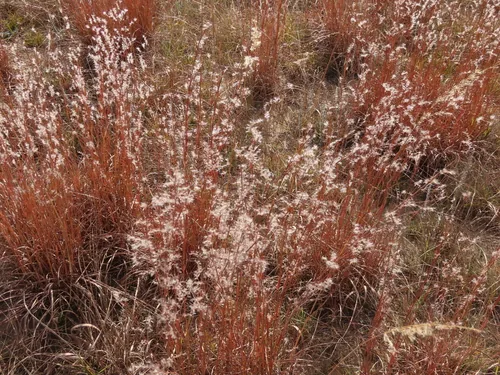 Photo: no rights reserved · CC0 · via iNaturalist little bluestem (Schizachyrium scoparium), photograph