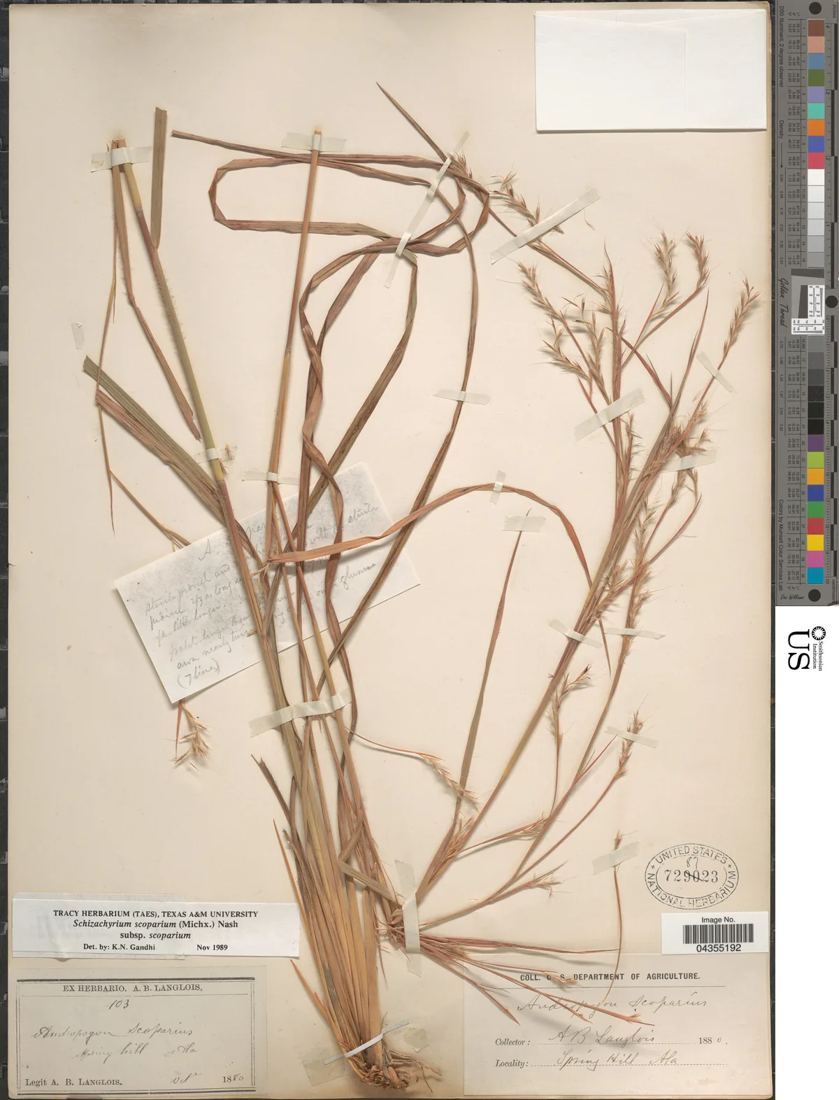 Little Bluestem (Schizachyrium scoparium), photograph