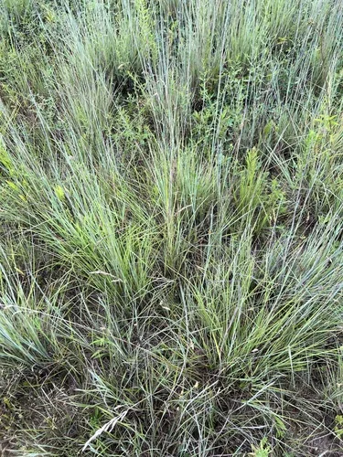 Photo: no rights reserved · cc0 · via iNaturalist Little Bluestem (Schizachyrium scoparium), photograph