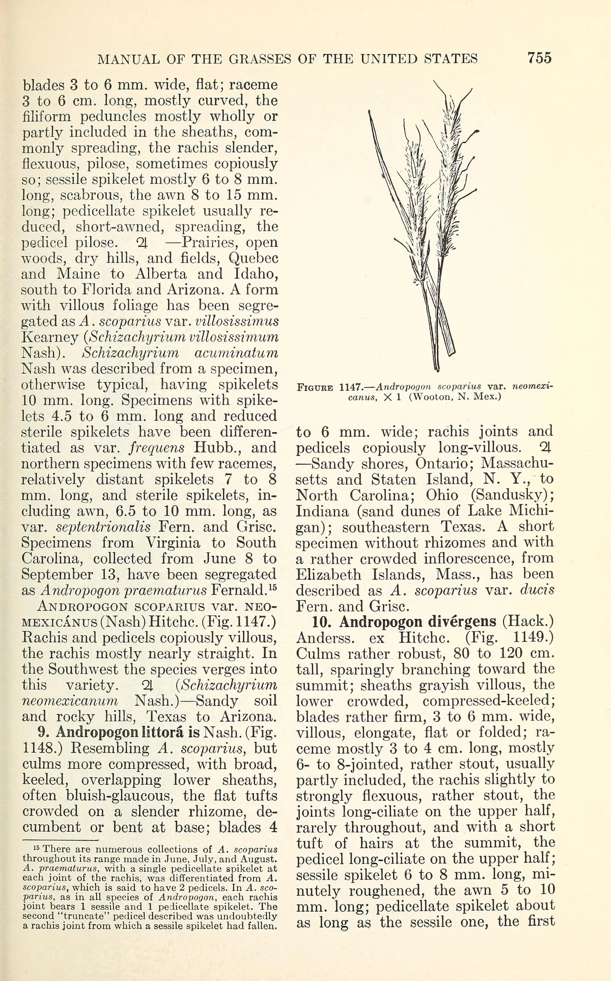 Little Bluestem (Schizachyrium scoparium), botanical illustration