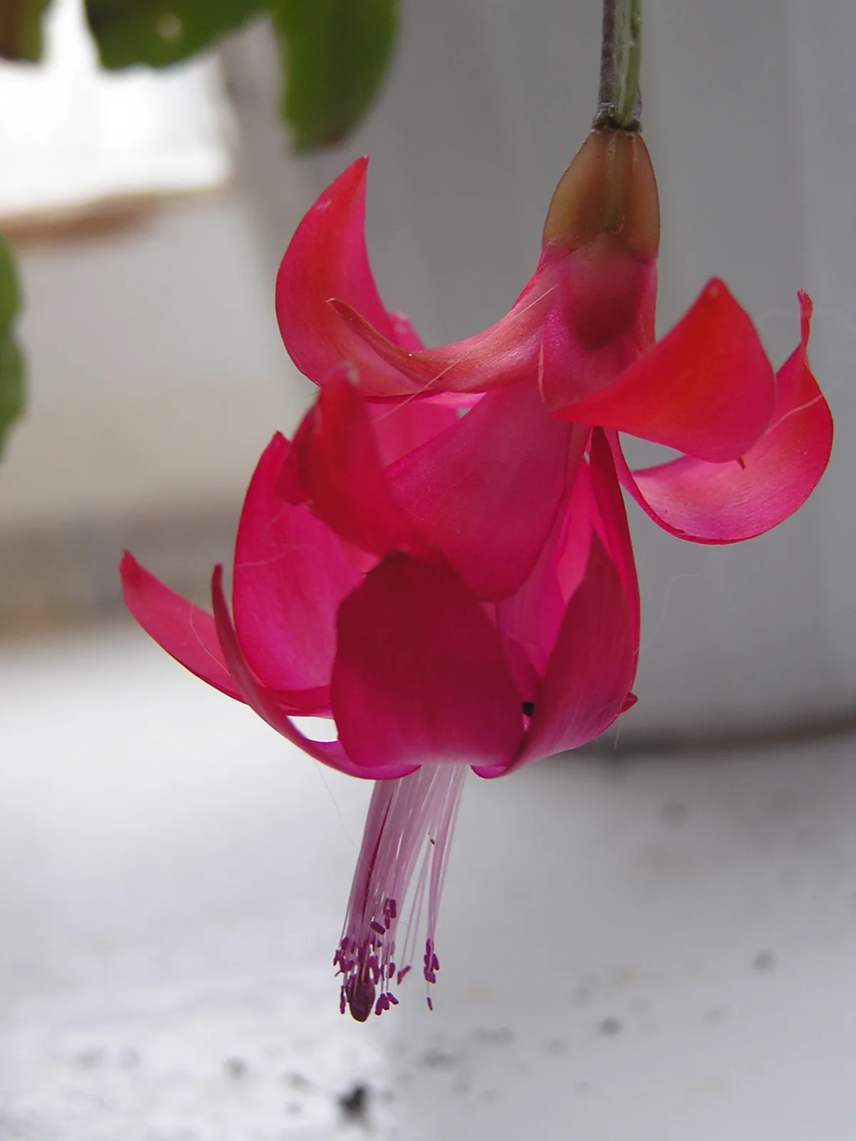 Photo: Andrey Butko, , via Wikimedia Commons · CC BY-SA 3.0 · via Wikimedia Commons Christmas cactus (Schlumbergera bridgesii), photograph