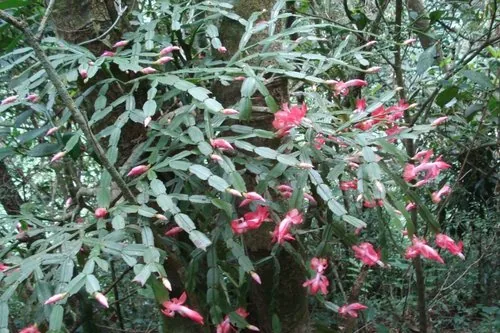 Christmas cactus (Schlumbergera bridgesii), photograph