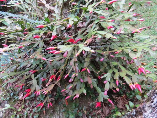Christmas cactus (Schlumbergera bridgesii), photograph