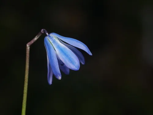 Photo: (c) Alexis Tinker-Tsavalas, some rights reserved · CC BY · via iNaturalist Siberian squill (Scilla siberica), photograph