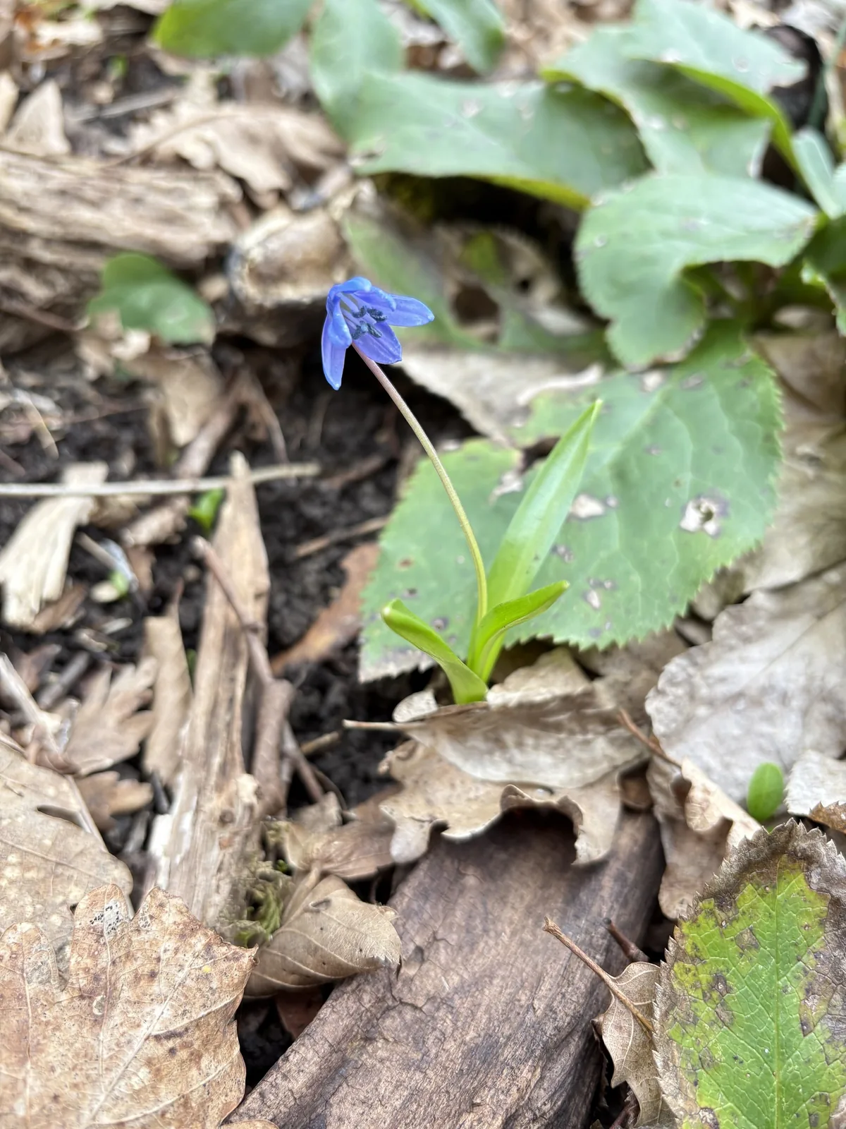 Siberian squill (Scilla siberica), photograph