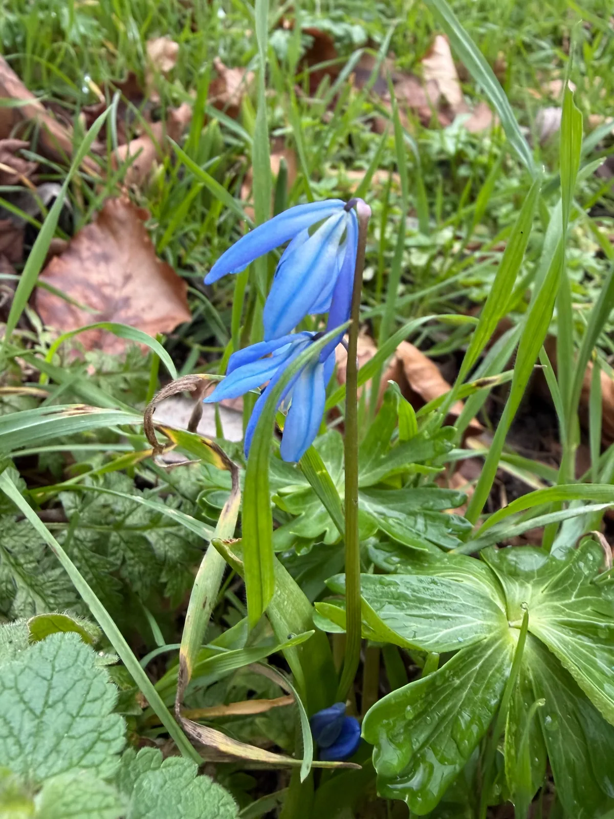 Siberian squill (Scilla siberica), photograph