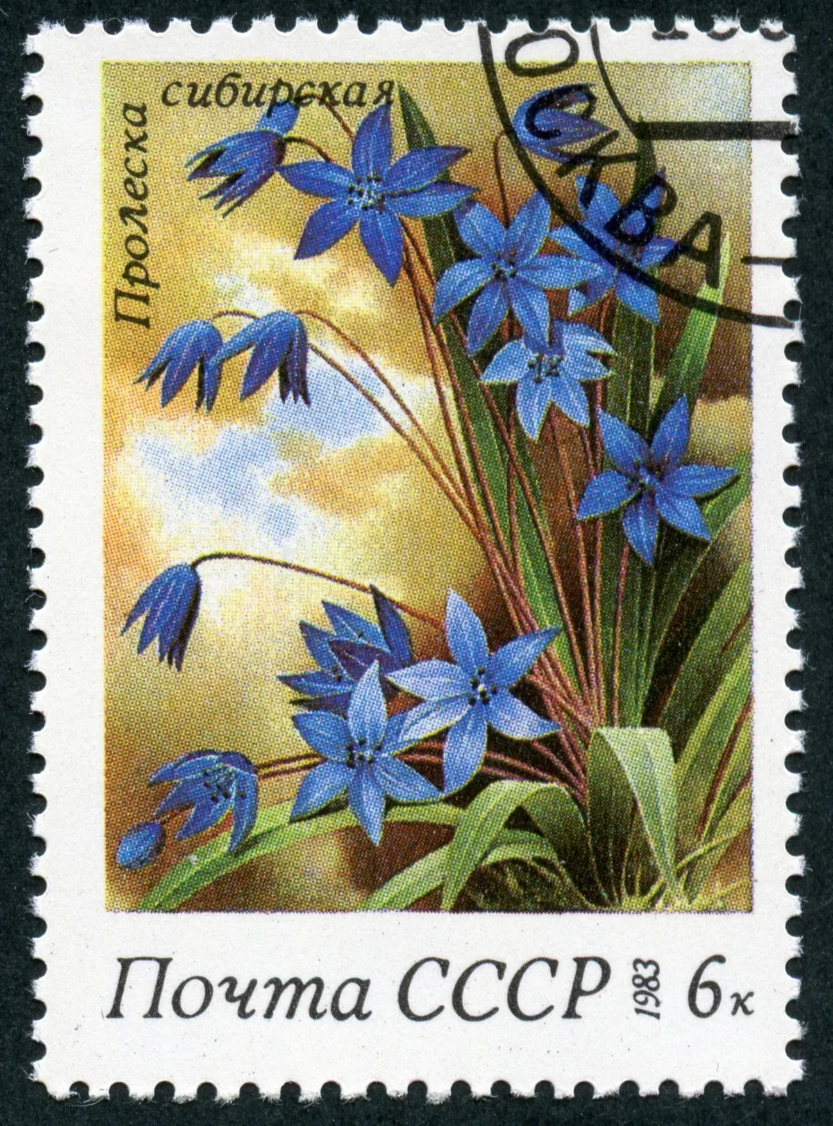 Siberian squill (Scilla siberica), botanical illustration