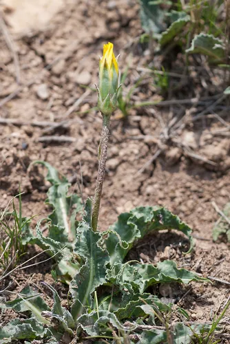 Scorzonera (Scorzonera hispanica), photograph