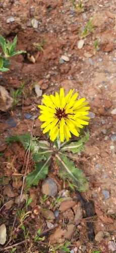 Scorzonera (Scorzonera hispanica), photograph