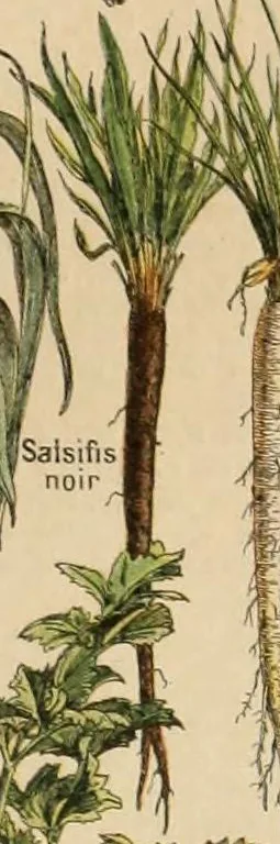 Scorzonera (Scorzonera hispanica), botanical illustration