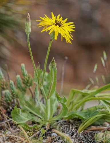 Scorzonera (Scorzonera hispanica), photograph