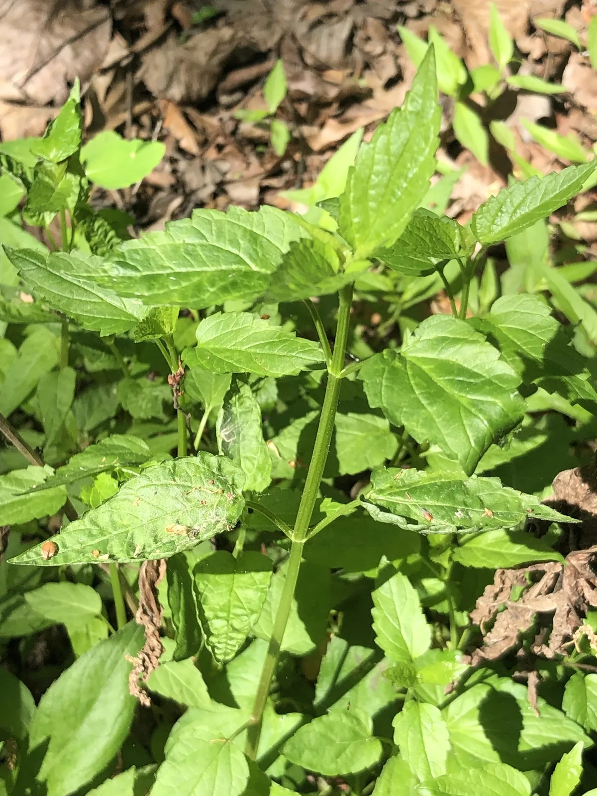 Skullcap (Scutellaria lateriflora), photograph