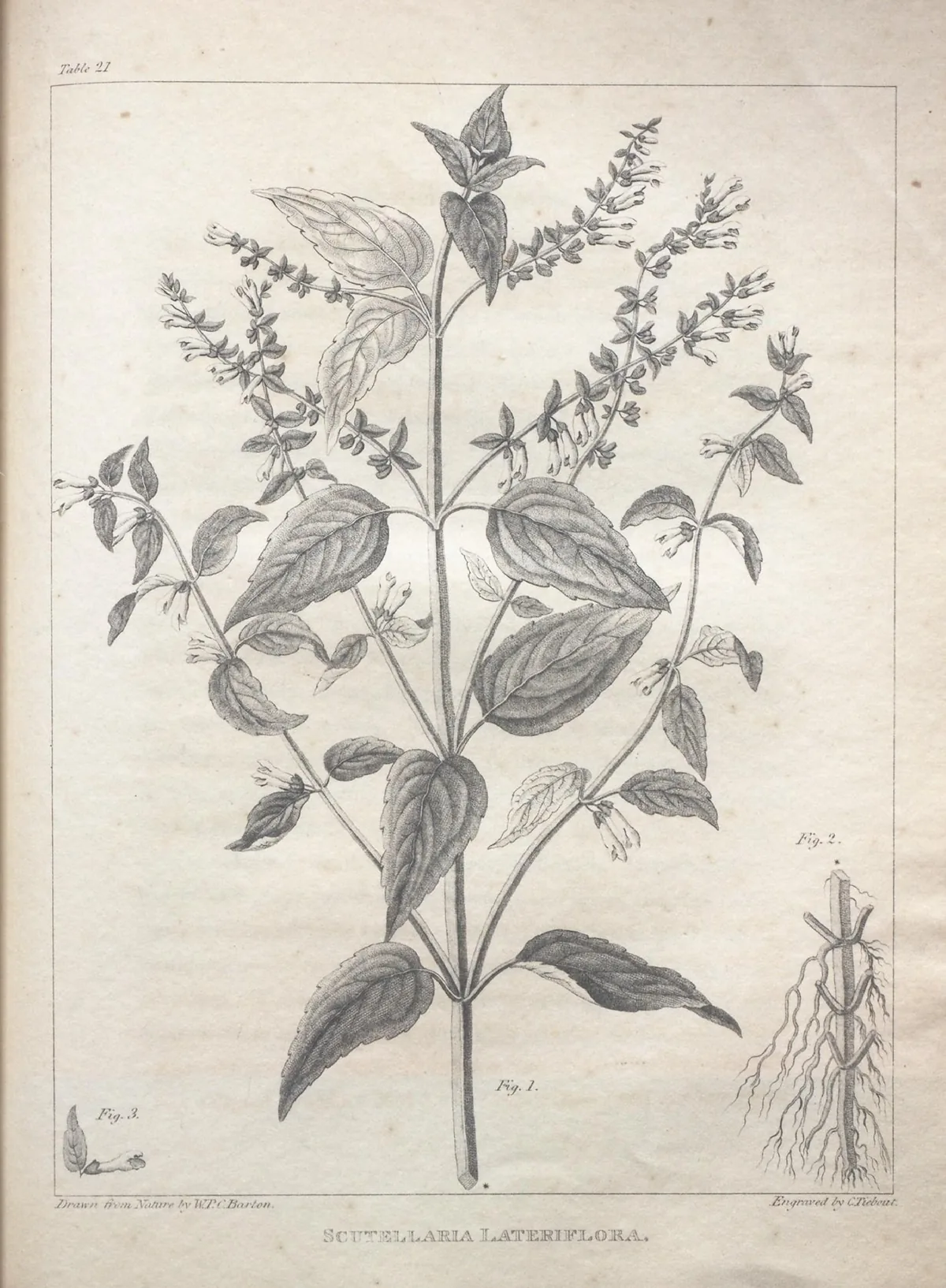 Skullcap (Scutellaria lateriflora), botanical illustration