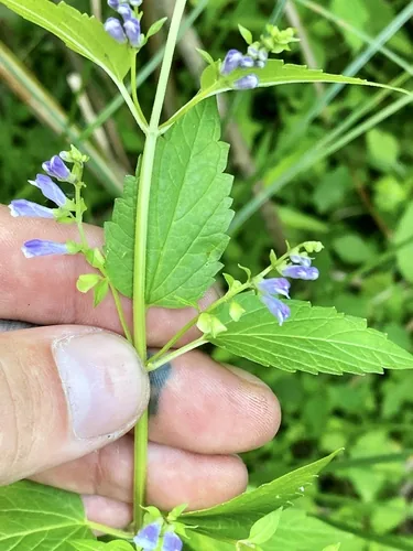 Photo: (c) Jason K., some rights reserved · CC BY · via iNaturalist skullcap (Scutellaria lateriflora), photograph