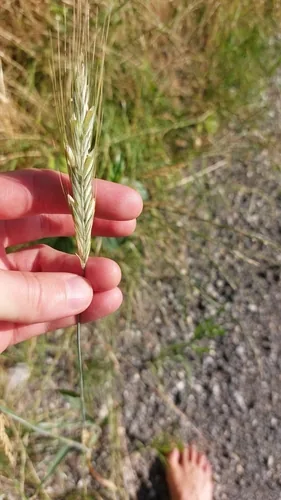 Winter Rye (Secale cereale), photograph