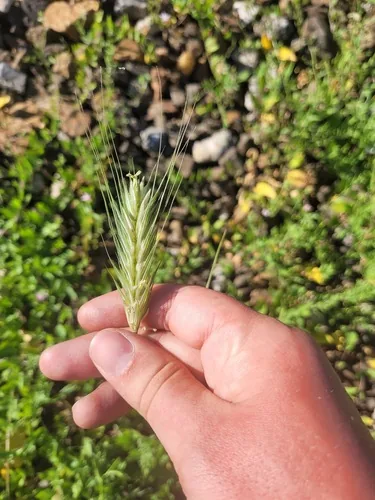 Photo: (c) Dmitriy Bochkov, some rights reserved (CC BY) · cc-by · via iNaturalist Winter Rye (Secale cereale), photograph