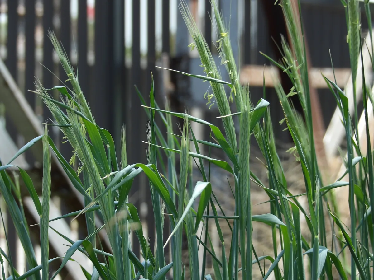 Winter Rye (Secale cereale), photograph