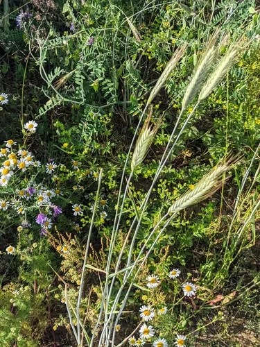 Winter Rye (Secale cereale), photograph