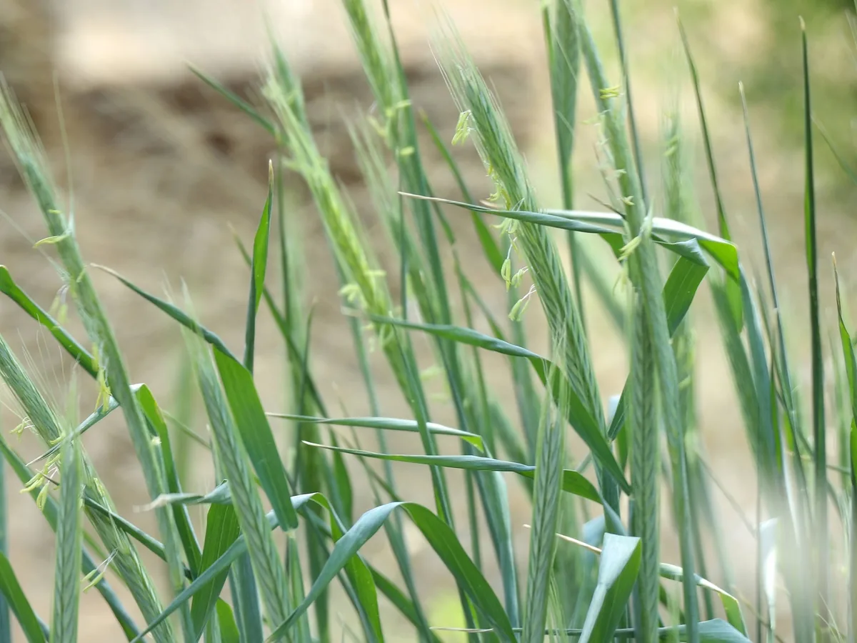 Photo: EJ Burns, via iNaturalist · CC BY · via GBIF Cereal Rye (Secale cereale), photograph