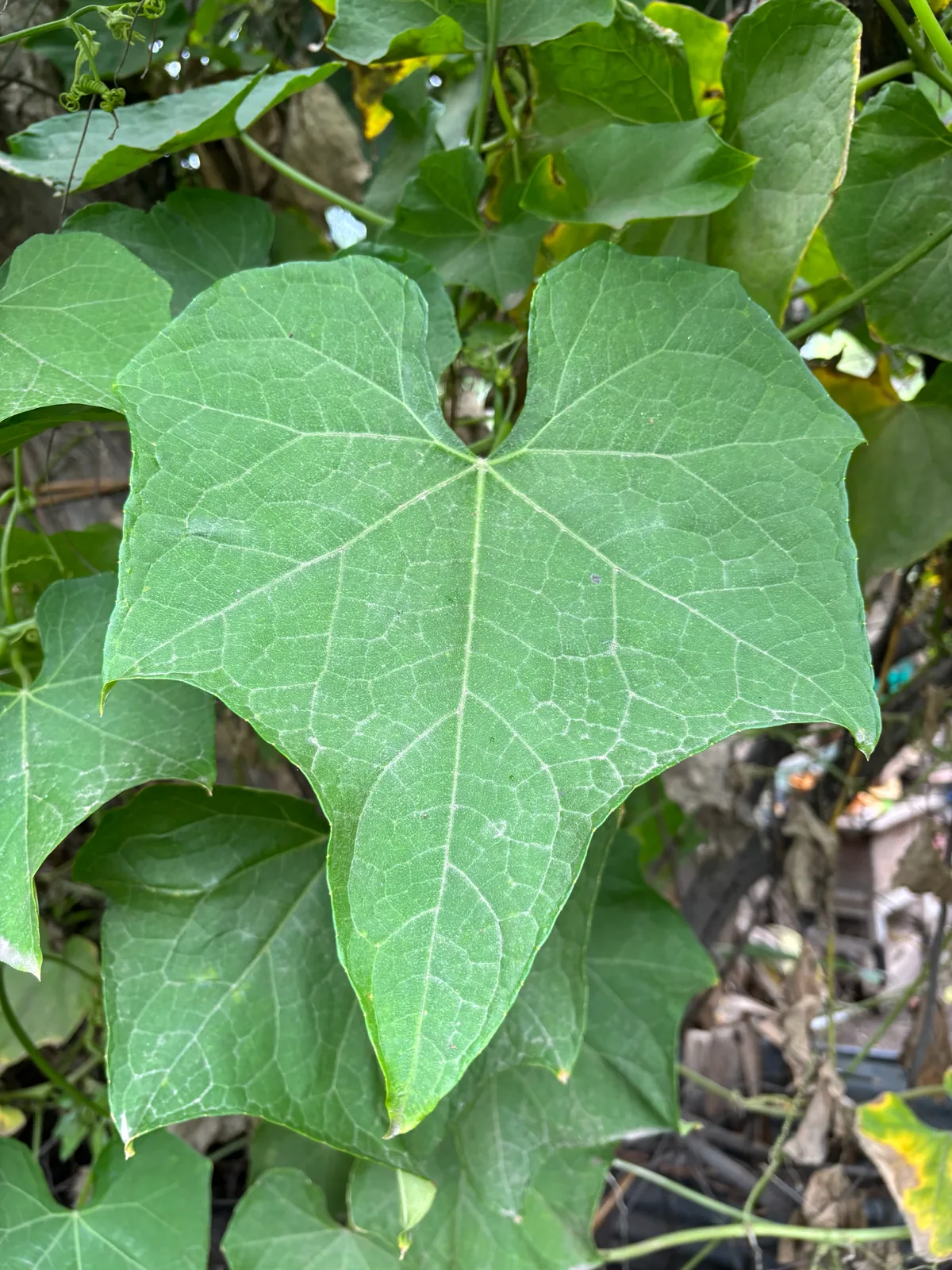 Chayote (Sechium edule), photograph