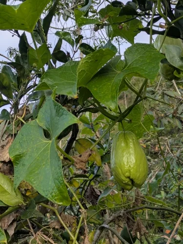 Photo: (c) portioid, some rights reserved · CC BY · via iNaturalist chayote (Sechium edule), photograph