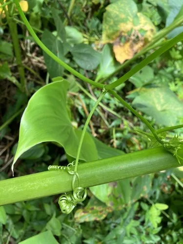 Chayote (Sechium edule), photograph