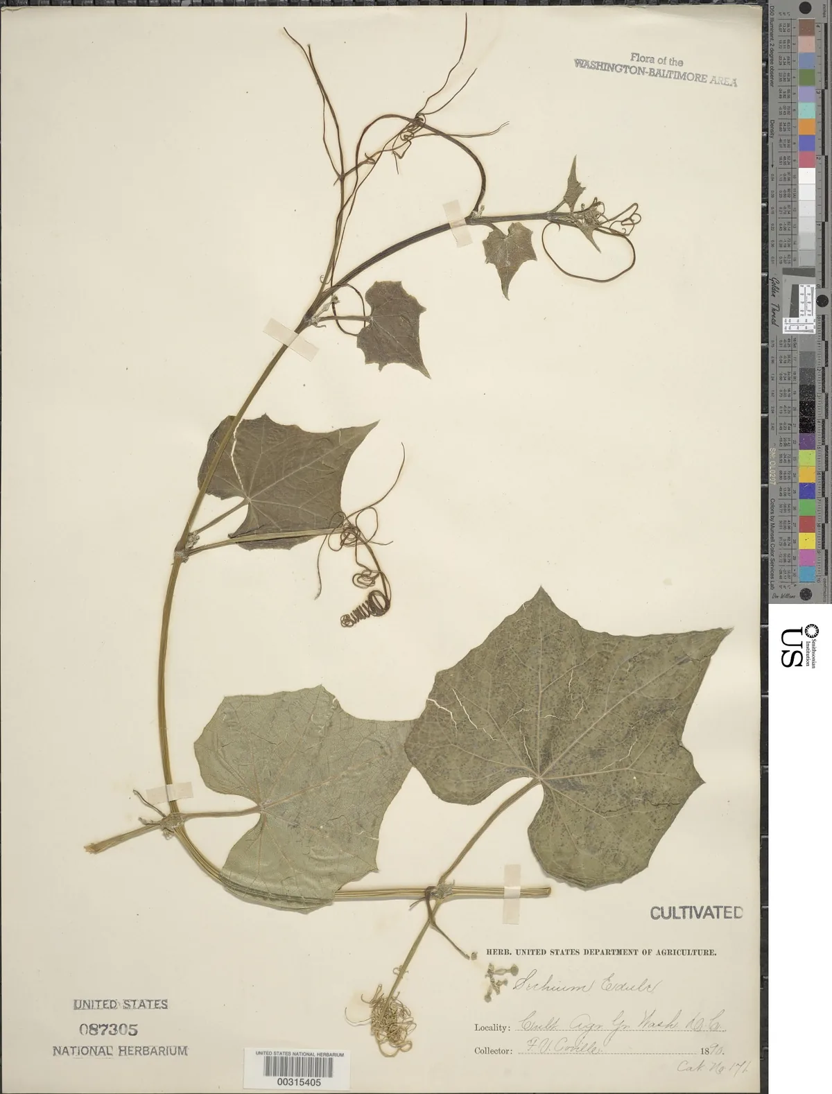 Chayote (Sechium edule), photograph