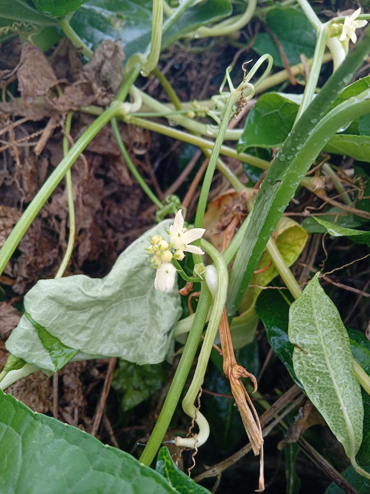 Chayote (Sechium edule), photograph