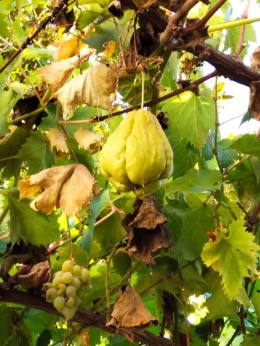 Photo: (c) zebedeugalinha, some rights reserved (CC BY) · cc-by · via iNaturalist Chayote (Sechium edule), photograph