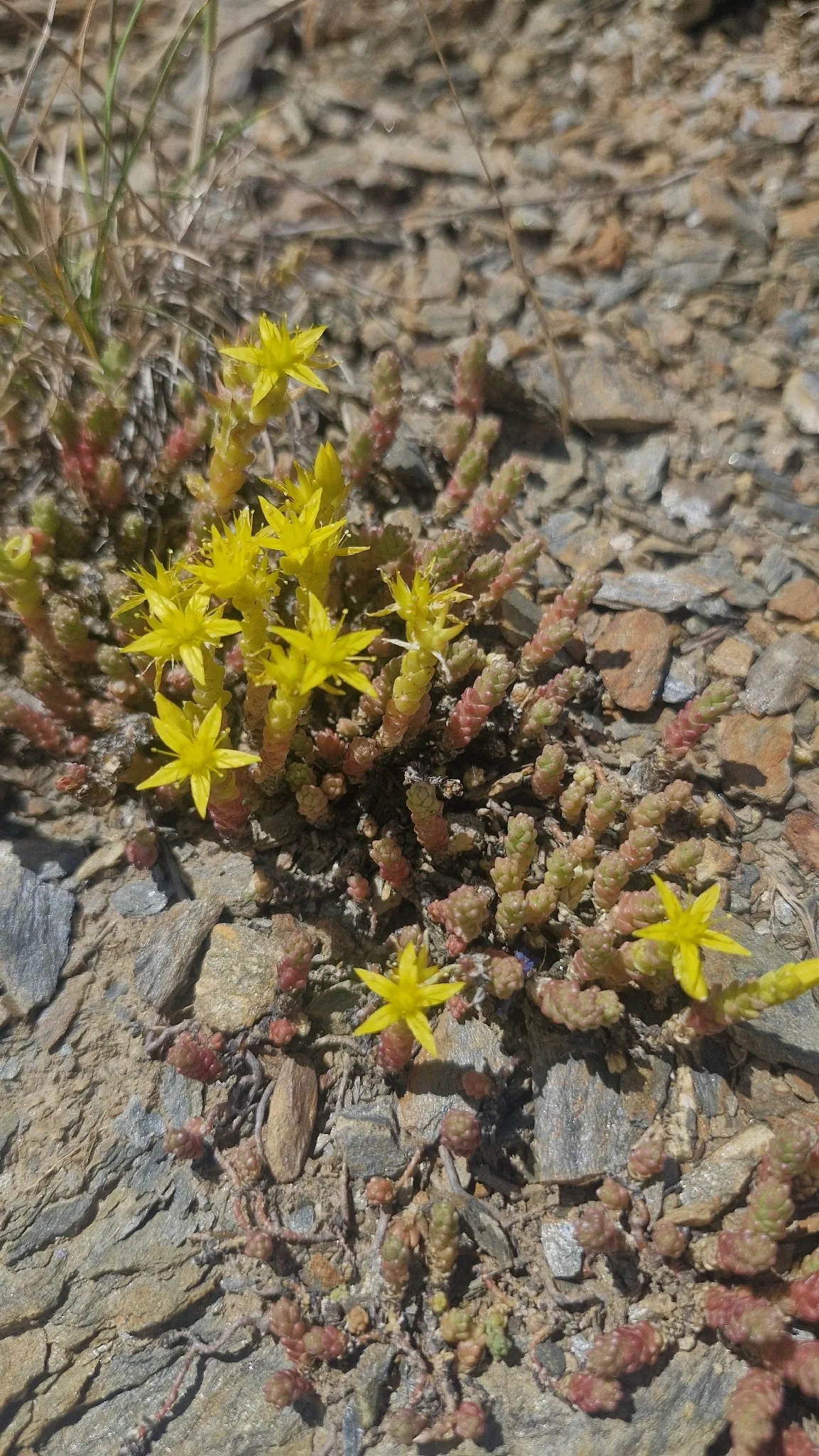 Sedum Groundcover (Sedum acre), photograph