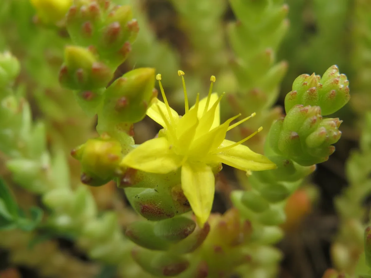 Photo: AnRo0002 · CC0 · via Wikimedia Commons sedum groundcover (Sedum acre), photograph