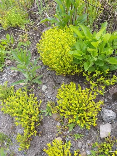 Photo: (c) Dmitriy Bochkov, some rights reserved (CC BY) · cc-by · via iNaturalist Sedum Groundcover (Sedum acre), photograph