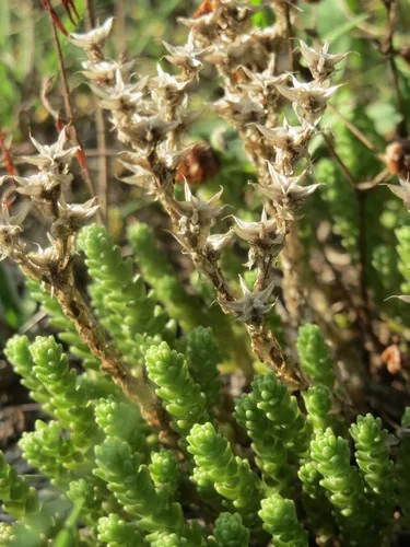 Sedum Groundcover (Sedum acre), photograph
