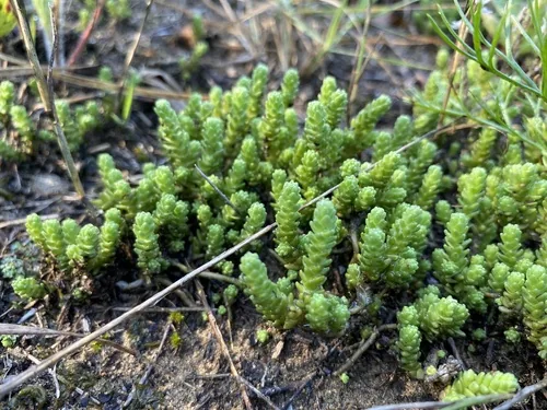 Sedum Groundcover (Sedum acre), photograph