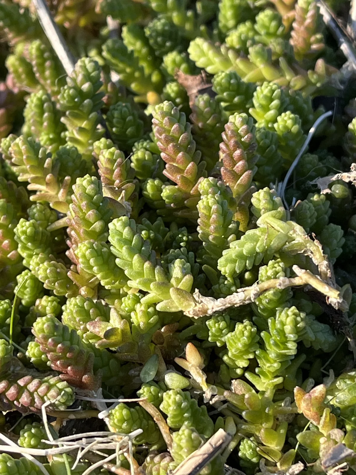 Sedum Groundcover (Sedum acre), photograph